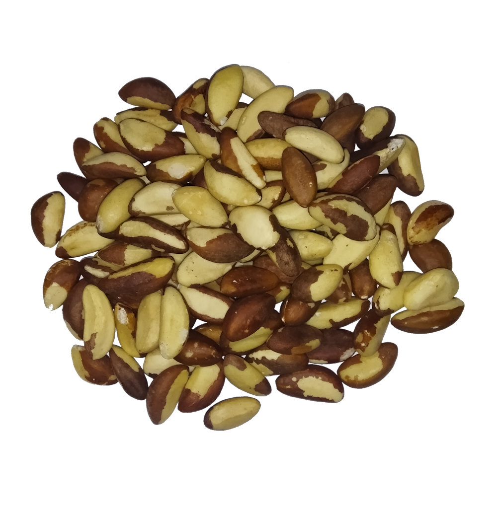 Castaña Tipo Midget